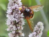Hornissenschwebfliege M.  (Volucella zonaria) L. Klasing
