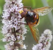 Hornissenschwebfliege M.  (Volucella zonaria) L. Klasing