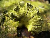 leider nicht bestimmt-L. Klasing