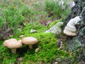 Birkenpilz (Leccinum scabrum u.  Zunderschwamm (Fomes fomentarius)-L. Klasing