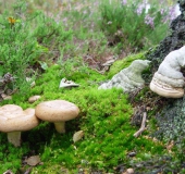 Birkenpilz (Leccinum scabrum u.  Zunderschwamm (Fomes fomentarius)-L. Klasing