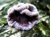 Violetter Knorpelschichtpilz (Chondrostereum purpureum)-L. Klasing