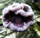 Violetter Knorpelschichtpilz (Chondrostereum purpureum)-L. Klasing
