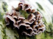 Violetter Knorpelschichtpilz (Chondrostereum purpureum)-L. Klasing