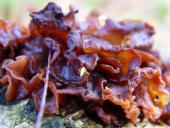 Blattartiger Zitterling (Tremella foliacea)-L. Klasing