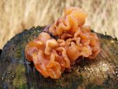 Blattartiger Zitterling (Tremella foliacea)-L. Klasing