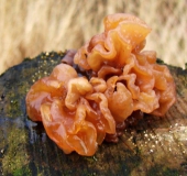 Blattartiger Zitterling (Tremella foliacea)-L. Klasing