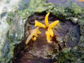 Laubholz Hörnling (Calocera cornea)-L. Klasing