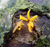 Laubholz Hörnling (Calocera cornea)-L. Klasing