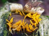 Laubholz Hörnling (Calocera cornea)-L. Klasing