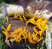 Laubholz Hörnling (Calocera cornea)-L. Klasing