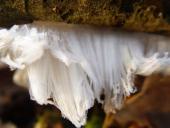 Haareis-Eiswolle-L. Klasing