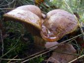 Kahler Krempling (Paxillus involutus)-L. Klasing