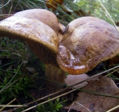 Kahler Krempling (Paxillus involutus)-L. Klasing