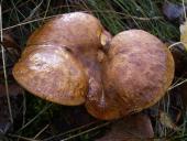 Kahler Krempling (Paxillus involutus)-L. Klasing
