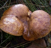 Kahler Krempling (Paxillus involutus)-L. Klasing