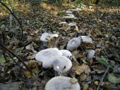 Nebelgrauer Trichterling (Clitocybe Nebularis)-L. Klasing