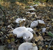 Nebelgrauer Trichterling (Clitocybe Nebularis)-L. Klasing