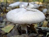 Nebelgrauer Trichterling (Clitocybe Nebularis)-L. Klasing