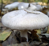 Nebelgrauer Trichterling (Clitocybe Nebularis)-L. Klasing