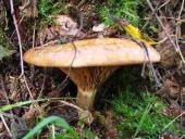 noch nicht bestimmt-L. Klasing