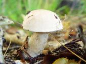 Gemeiner Gallenröhrling (Tylopilus felleus)-L. Klasing