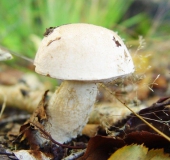 Gemeiner Gallenröhrling (Tylopilus felleus)-L. Klasing