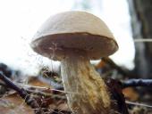 Gemeiner Gallenröhrling (Tylopilus felleus)-L. Klasing