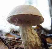 Gemeiner Gallenröhrling (Tylopilus felleus)-L. Klasing