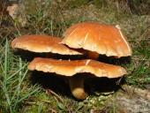 leider nicht bestimmt-L. Klasing-L. Klasing