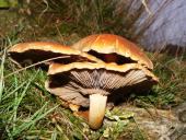 leider nicht bestimmt-L. Klasing