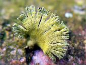 leider nicht bestimmt-L. Klasing