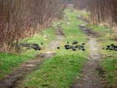 Star (Sturnus vulgaris)-L. Klasing