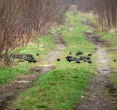 Star (Sturnus vulgaris)-L. Klasing