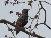 Star (Sturnus vulgaris)-L. Klasing
