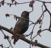 Star (Sturnus vulgaris)-L. Klasing