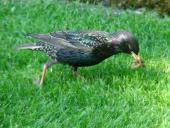 Star (Sturnus vulgaris)-L. Klasing