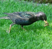 Star (Sturnus vulgaris)-L. Klasing