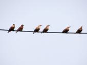 Jung-Stare (Sturnus vulgaris)-L. Klasing