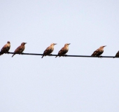 Jung-Stare (Sturnus vulgaris)-L. Klasing