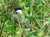 Sumpfmeise (Poecile palustris)-L. Klasing