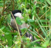 Sumpfmeise (Poecile palustris)-L. Klasing