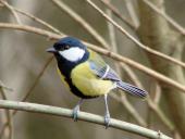 Kohlmeise (Parus major)-L. Klasing