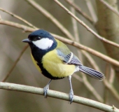 Kohlmeise (Parus major)-L. Klasing