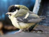 Junge Kohlmeise (Parus major)-L. Klasing