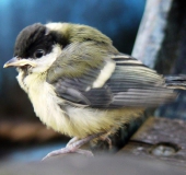 Junge Kohlmeise (Parus major)-L. Klasing