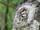 Blaumeise (Parus caeruleus)-L. Klasing