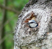 Blaumeise (Parus caeruleus)-L. Klasing