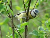 Blaumeise (Parus caeruleus)-L. Klasing