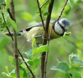 Blaumeise (Parus caeruleus)-L. Klasing